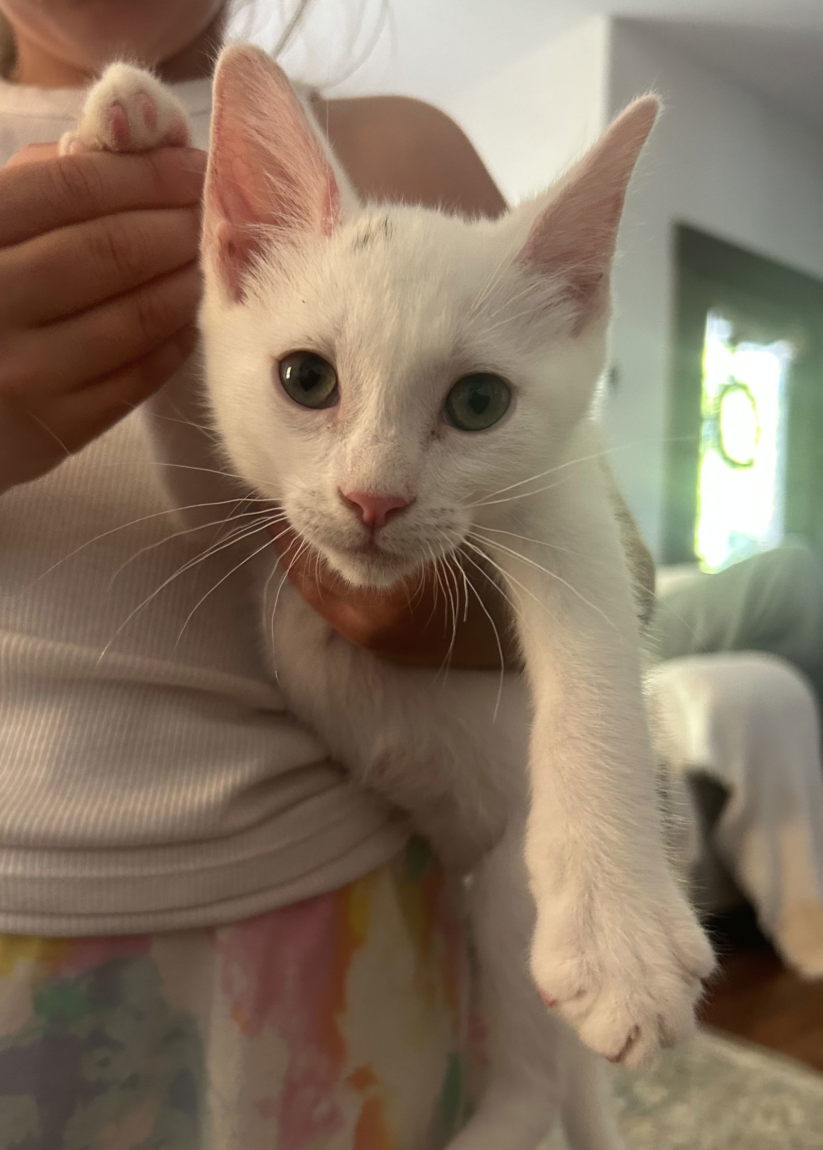 Marshmallow