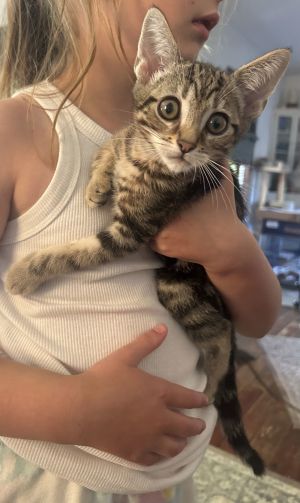 Eric, Baby Male Tabby
