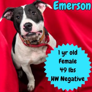 Emerson, Young Female Pit Bull Terrier