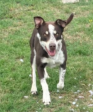 Brownie, Young Male Pointer