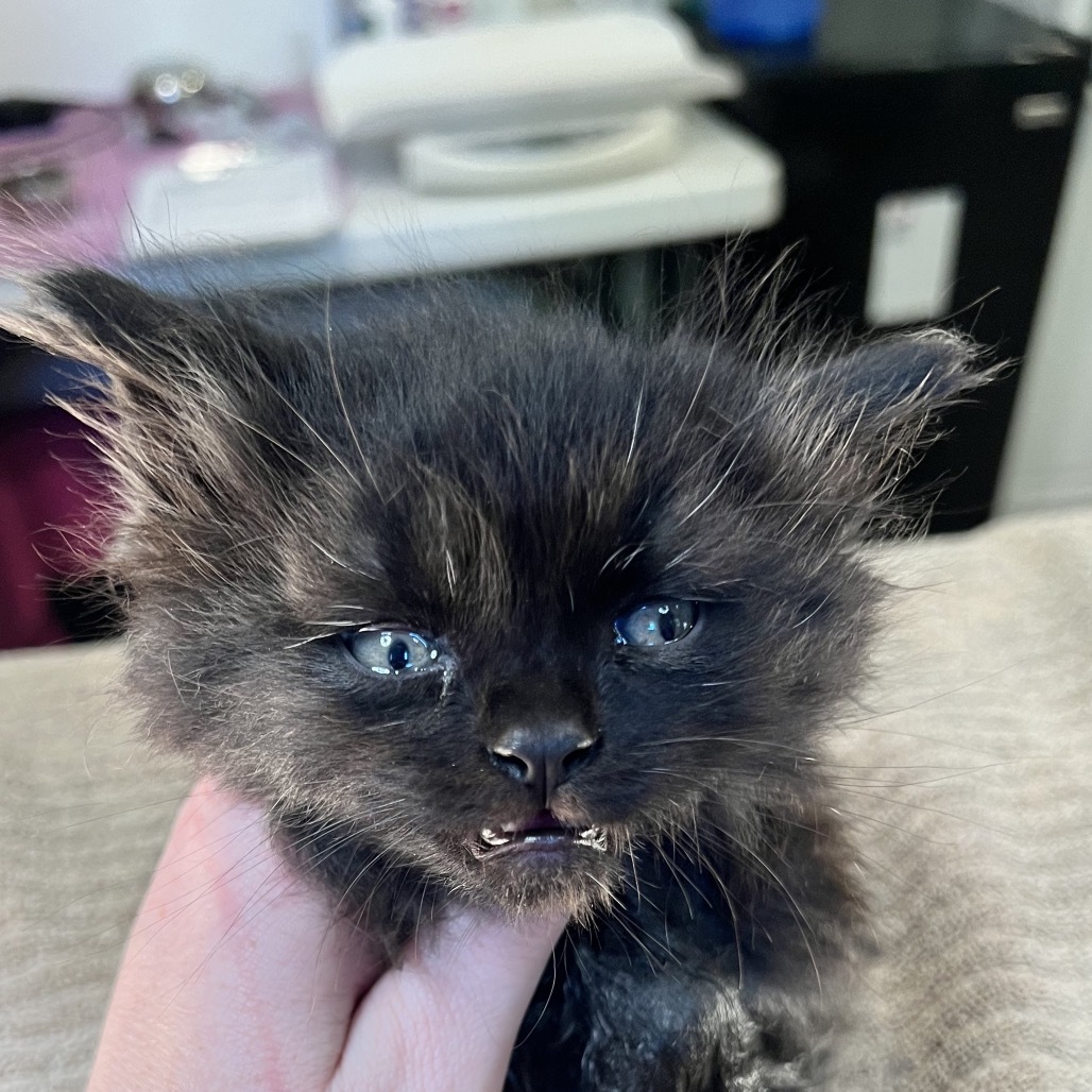 Raven, an adoptable Domestic Long Hair in Bangor, ME, 04401 | Photo Image 1