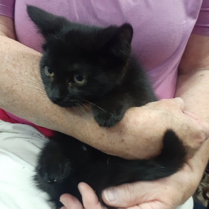 Luffy, an adoptable Domestic Short Hair in Bangor, ME, 04401 | Photo Image 1
