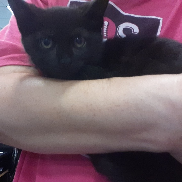 Sanji, an adoptable Domestic Short Hair in Bangor, ME, 04401 | Photo Image 1