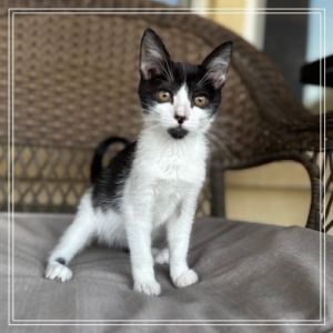 Peeves, Baby Male Domestic Short Hair
