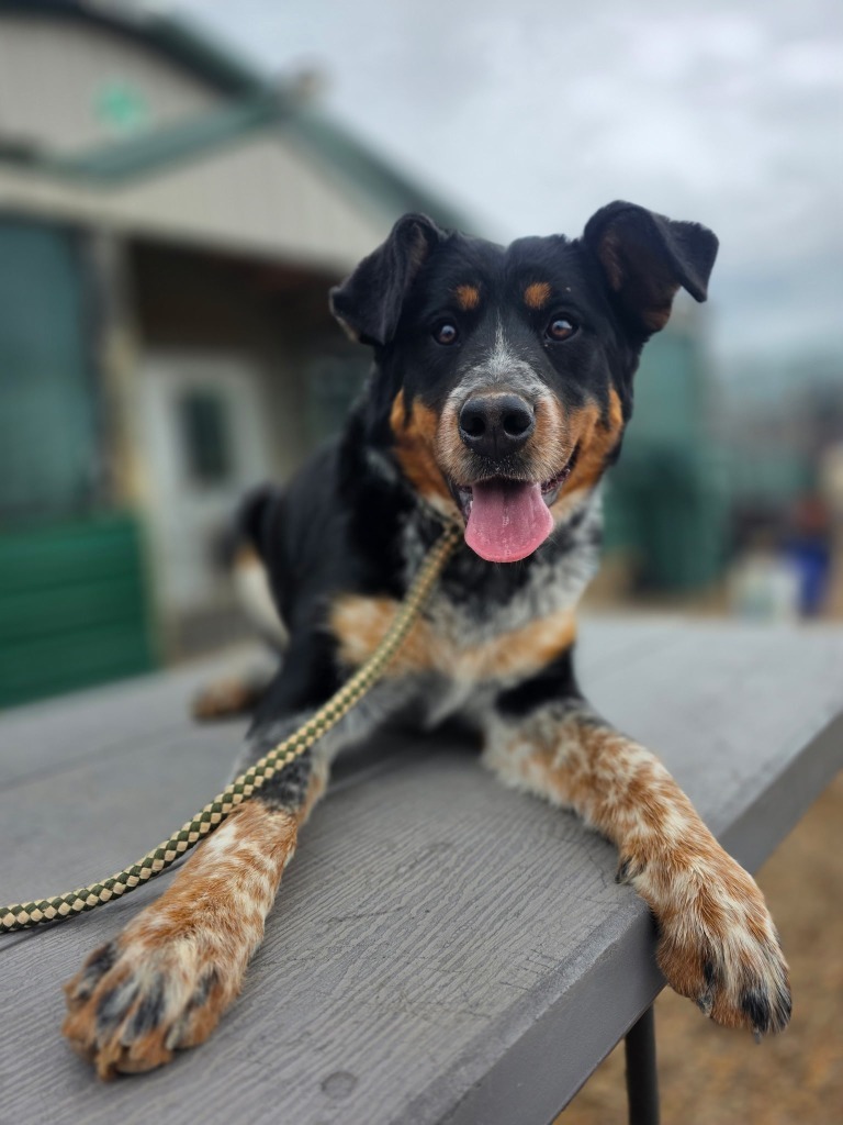 Maggie, an adoptable Australian Shepherd in Hot Springs, SD, 57747 | Photo Image 1