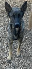 Sequoia, an adoptable German Shepherd Dog in Hot Springs, SD, 57747 | Photo Image 1