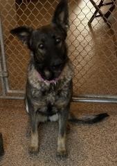 Scarlet, an adoptable German Shepherd Dog in Hot Springs, SD, 57747 | Photo Image 1