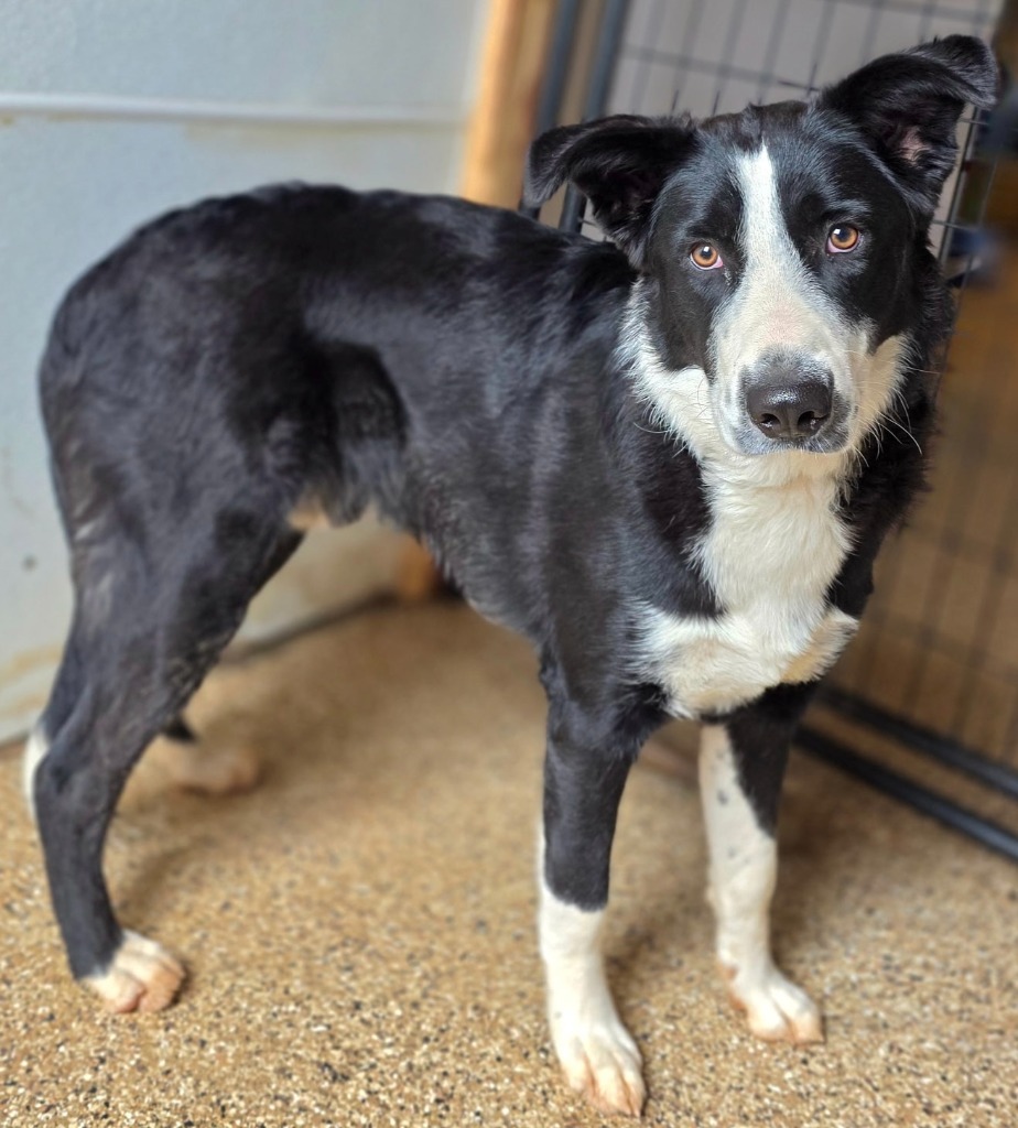 Pan Pan, an adoptable Mixed Breed in Hot Springs, SD, 57747 | Photo Image 1