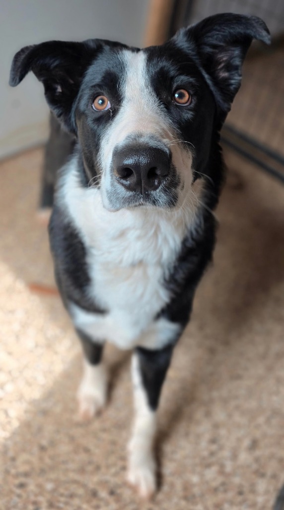 Pan Pan, an adoptable Mixed Breed in Hot Springs, SD, 57747 | Photo Image 2