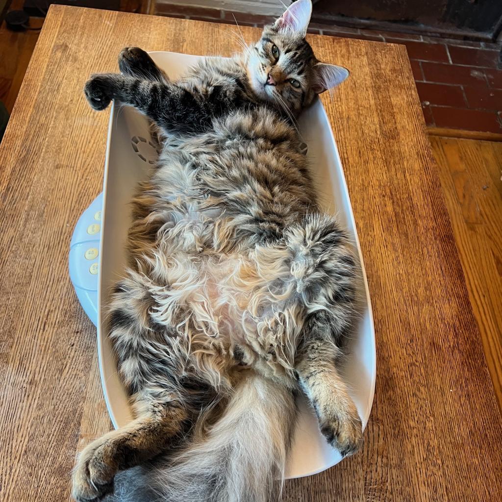 Big