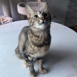 Meet Arielle - Queen of Snacks Sass and Snuggles Arielle came to us like a to