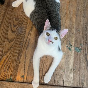 This lovable oddball of a cat was rescued at the end of 2023 with his sister Wil
