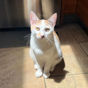 If youre looking for an incredibly sweet and cuddly cat and you arent hung up 