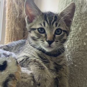 Meet Bronco- A Confident Little Explorer with a Big Heart Bronco is one of beau