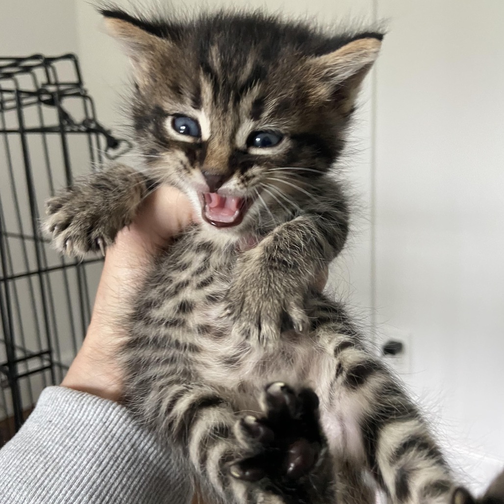 Ronan