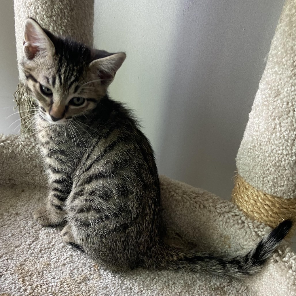 Ronan