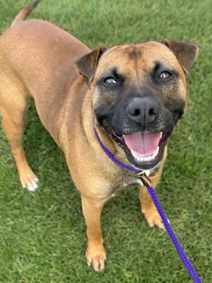 Chase, Adult Male Black Mouth Cur