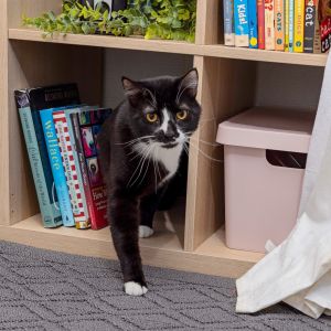 Meet Fresa con Crema Dressed to impress in his elegant tuxedo and perfectly placed white socks Fre