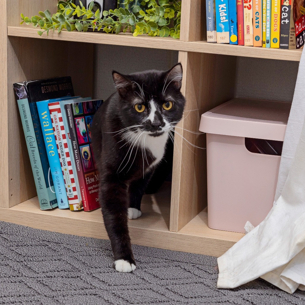Fresas Con Crema, an adoptable Domestic Medium Hair in Spokane, WA, 99202 | Photo Image 1