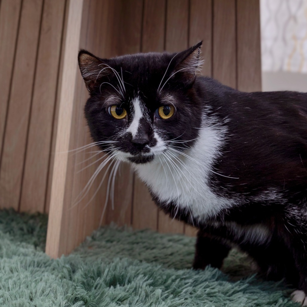 Fresas Con Crema, an adoptable Domestic Medium Hair in Spokane, WA, 99202 | Photo Image 2