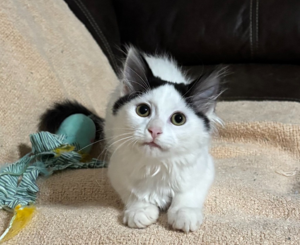 Lilo