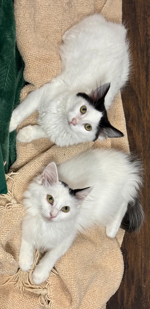 Lilo