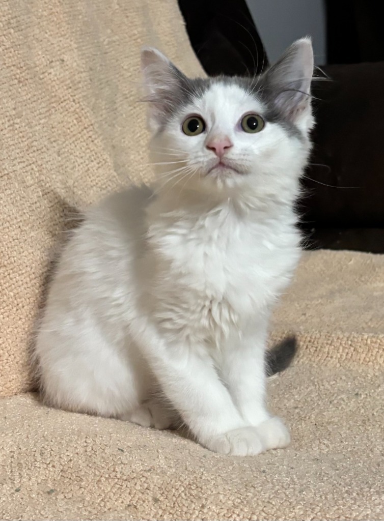 Mertle