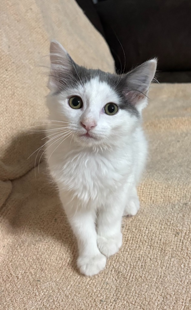Mertle