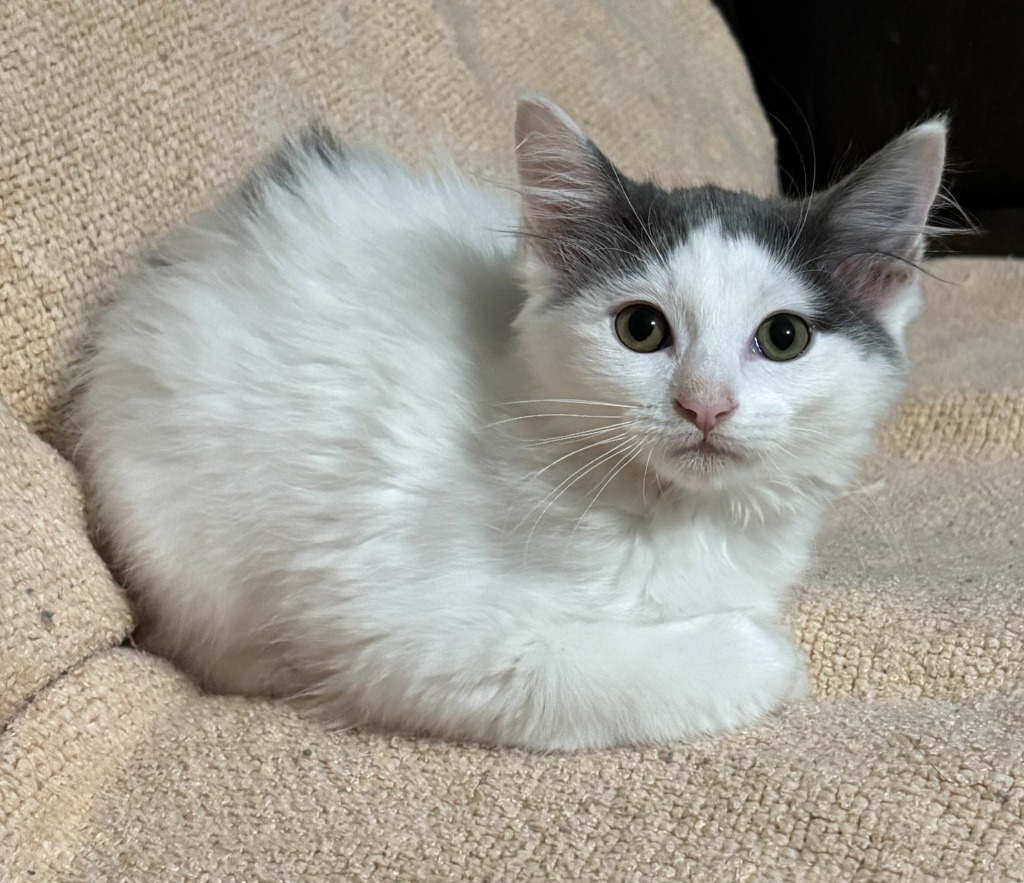 Mertle