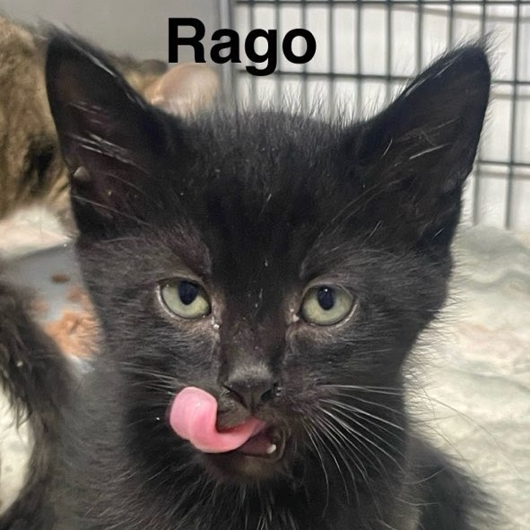 Rago