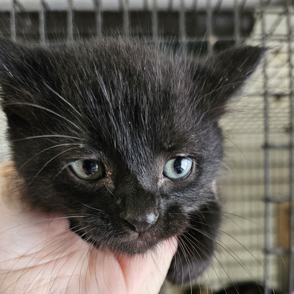 Rago, an adoptable Domestic Short Hair in Kingman, KS, 67068 | Photo Image 3