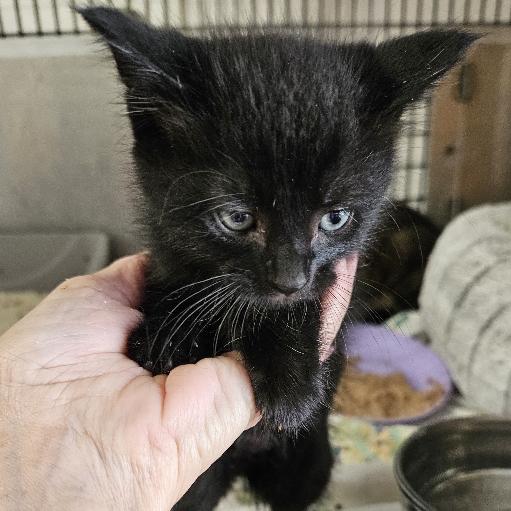 Rago, an adoptable Domestic Short Hair in Kingman, KS, 67068 | Photo Image 4