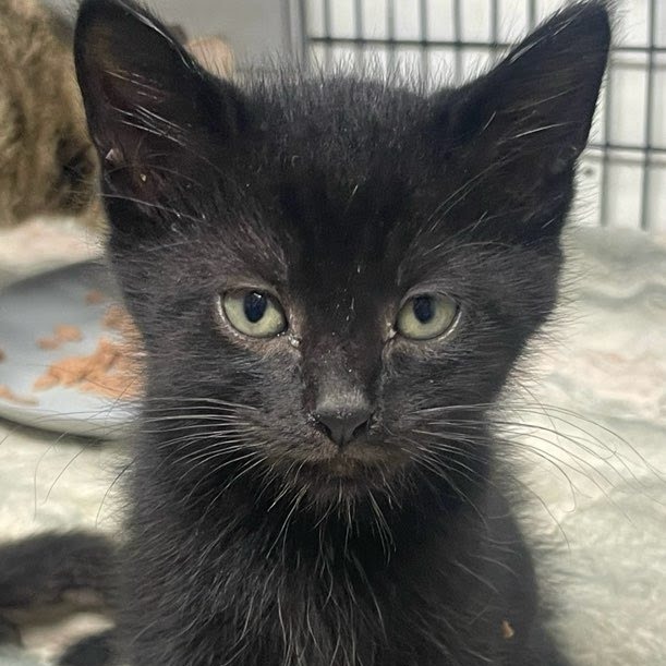 Rago, an adoptable Domestic Short Hair in Kingman, KS, 67068 | Photo Image 5