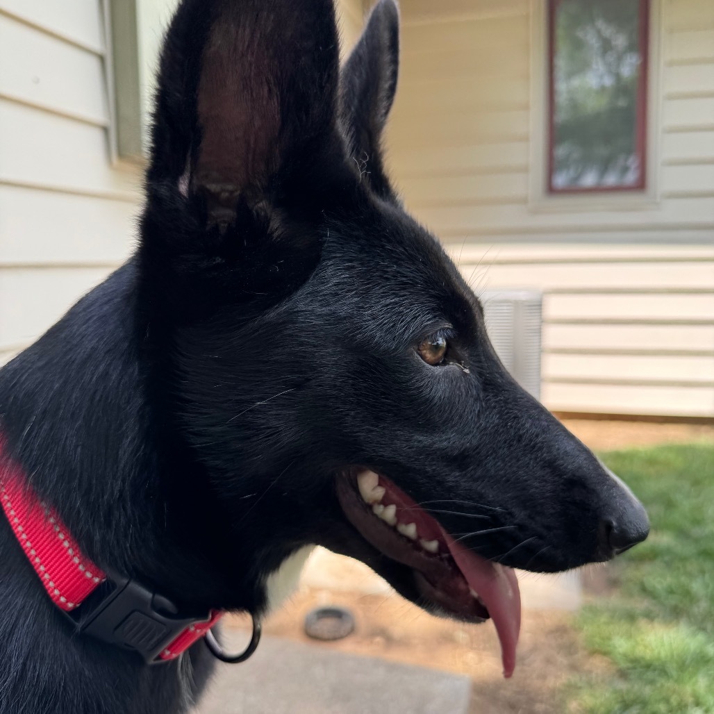 Ari