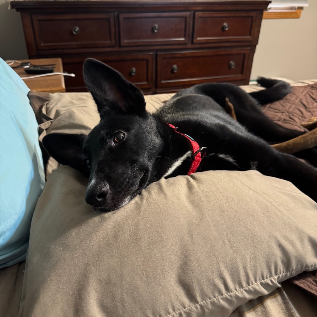 Ari