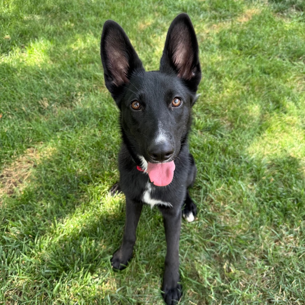 Ari