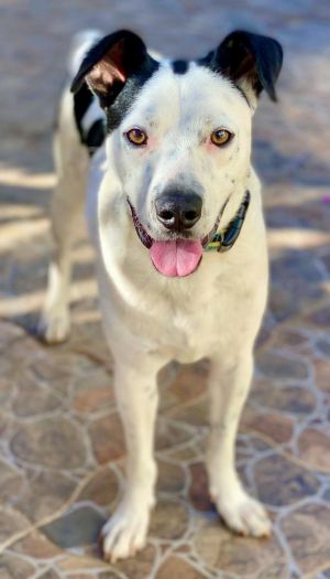 Snoopy, Adult Male unknown