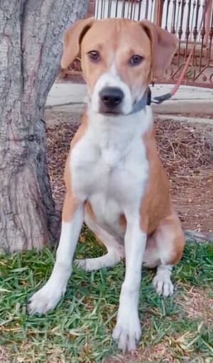 Guava, Baby Female Labrador Retriever