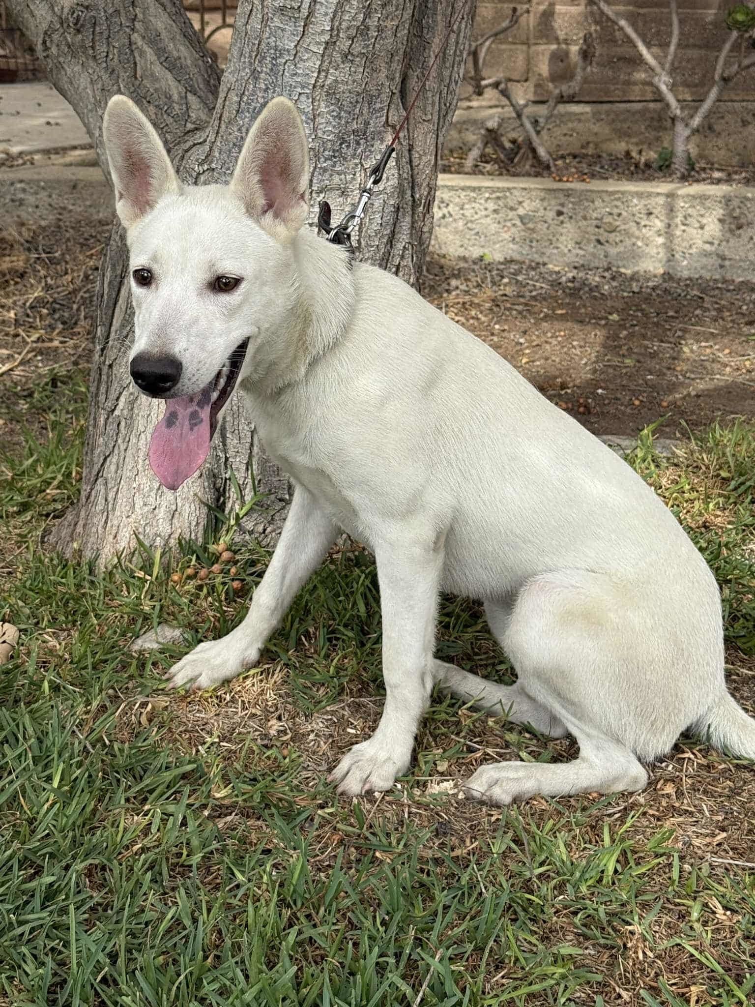 Gina