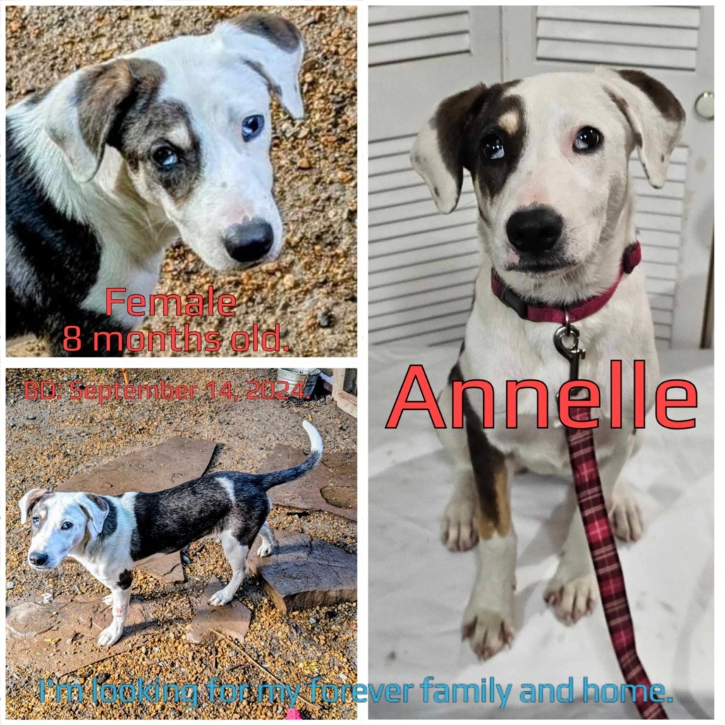 Annelle