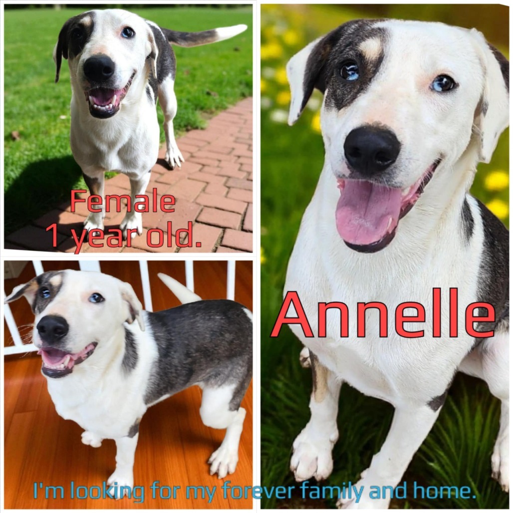 Annelle