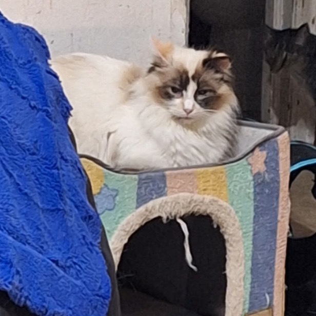 Sweetie, an adoptable Domestic Long Hair, Ragdoll in Wadena, MN, 56482 | Photo Image 1