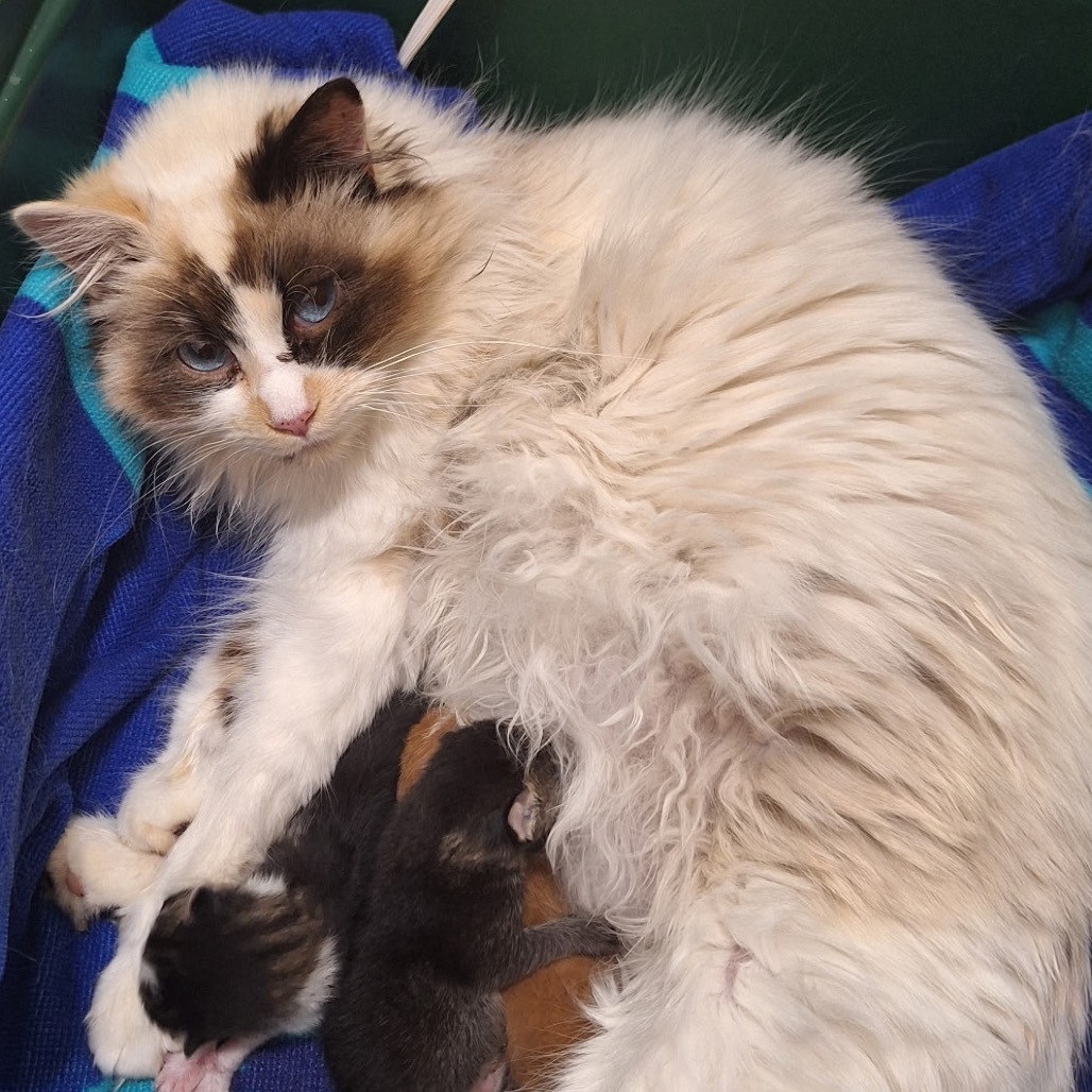 Sweetie, an adoptable Domestic Long Hair, Ragdoll in Wadena, MN, 56482 | Photo Image 2