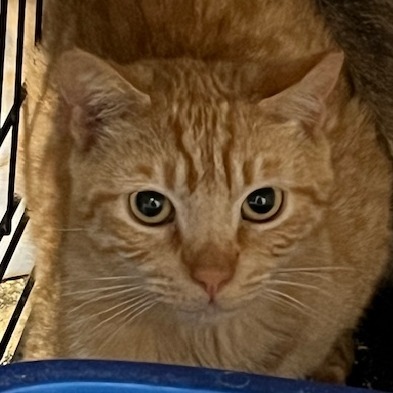Nelson