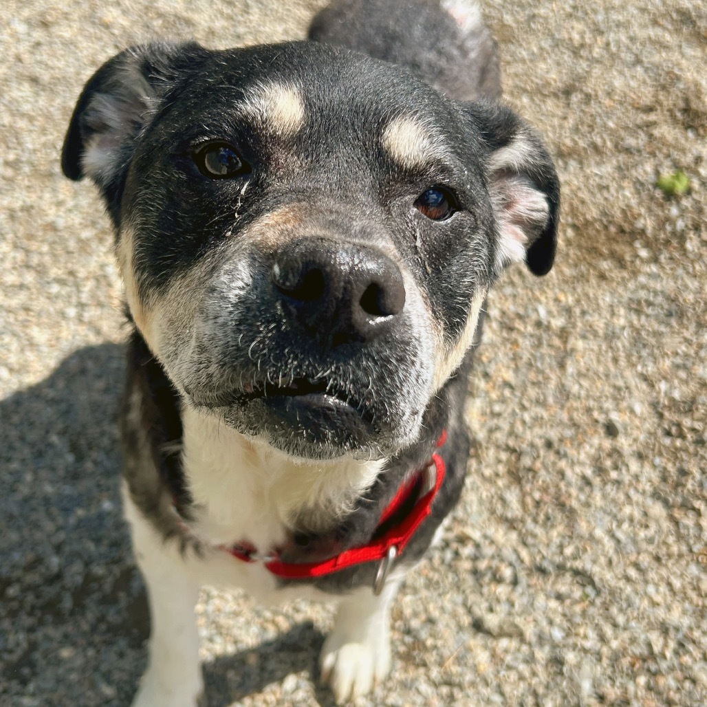Nellie