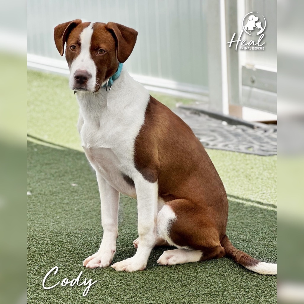 Cody