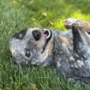 Hamilton, Young Male Australian Cattle Dog / Blue Heeler