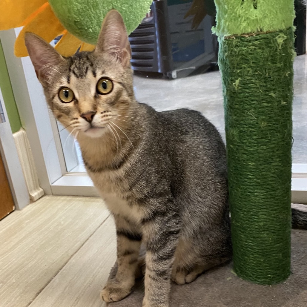 Lulu, an adoptable Domestic Short Hair in Leander, TX, 78641 | Photo Image 1