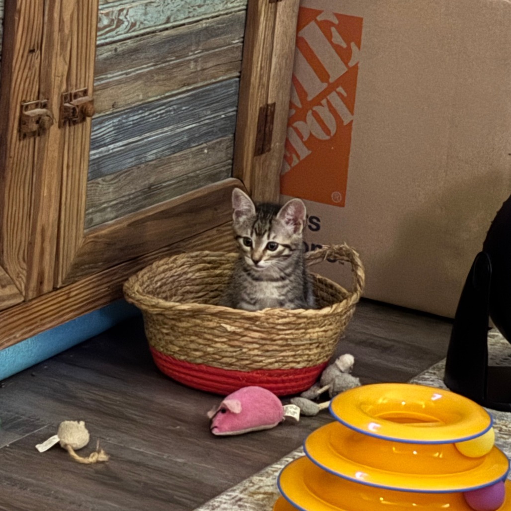 Lulu, an adoptable Domestic Short Hair in Leander, TX, 78641 | Photo Image 2