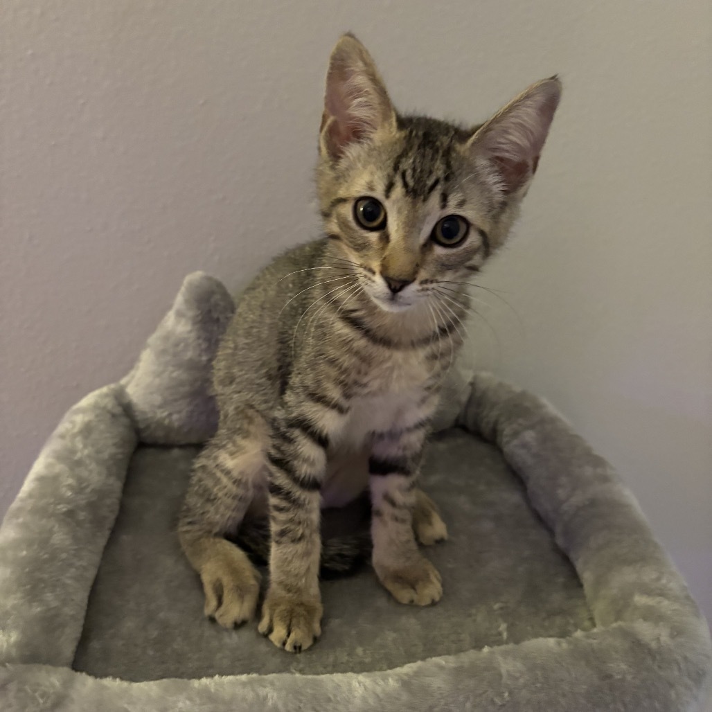 Lulu, an adoptable Domestic Short Hair in Leander, TX, 78641 | Photo Image 3